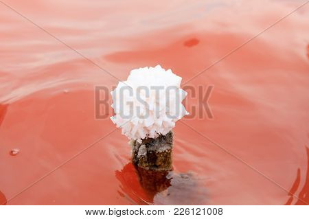 The Salty Lake With Pink Water And The Beach From Salt. Old Logs Pier On Lake Sasyk In The Crimea. S