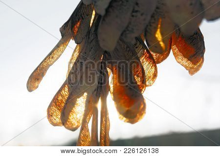 Seeds Of Ash On A Branch Against Blue Sky