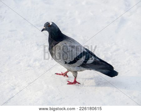 Pigeon In Park On Snow. Frozen Pigeons In Winter Time Photo
