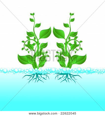 planta
