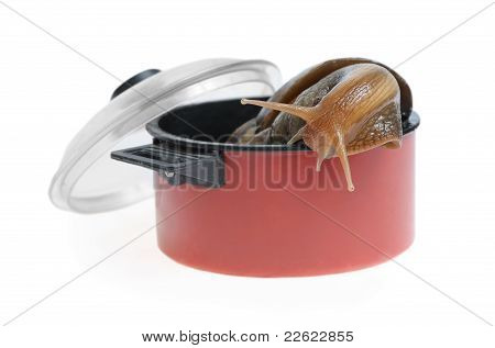 Caracol em panela