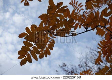 Pinnate Leaves Of Rowan Tree In Autumn