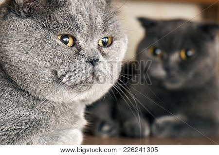 Male And Female British Shorthair Cats Sitting Under A Bed In Mating Period