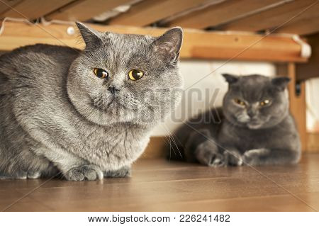Male And Female British Shorthair Cats Sitting Under A Bed In Mating Period
