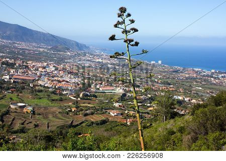 Flowering Agave Americana Against City And Sea Side. La Orotava Valley On Canary Islands, Spain.