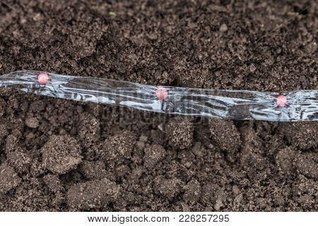 Sowing Carrot Seed On The Tape, Pelleting Seeds Of Carrots With Water-soluble Tape Is Laid On A Bed 