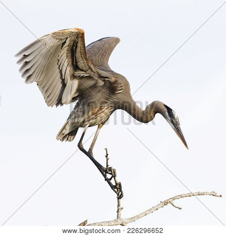 Great Blue Heron Perched On A Branch - Venice, Florida