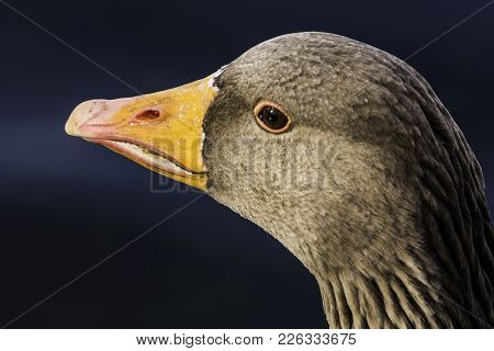 Wild Greylag Goose (anser Anser) In Bedfont Lakes Country Park - London, United Kingdom