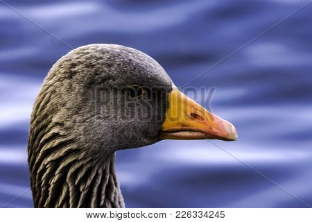 Wild Greylag Goose (anser Anser) In Bedfont Lakes Country Park - London, United Kingdom