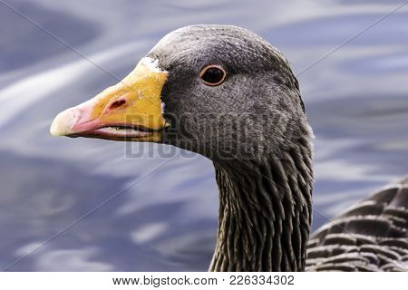 Wild Greylag Goose (anser Anser) In Bedfont Lakes Country Park - London, United Kingdom