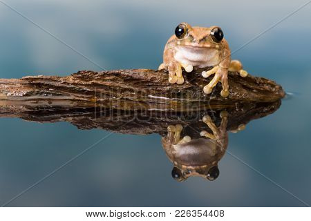 The Mission golden-eyed tree frog or Amazon milk frog (Trachycephalus resinifictrix) is a large tree frog of the Amazon Rainforest 