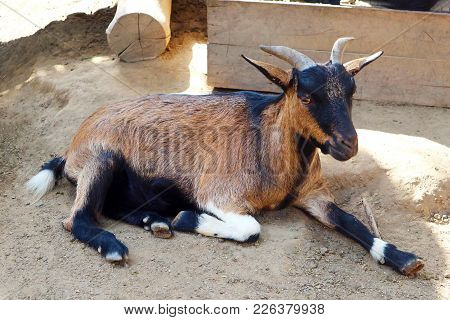 A Cute Goat Lying On The Ground