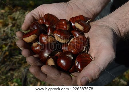 Chestnuts In Autumn From Sout Of  France