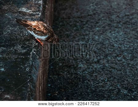 Bird Hunting Small Insects To Feed Itself, Porto, Portugal