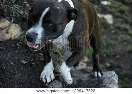 Dog Climbing A Rock Stairwell Of A Farm, Portugal