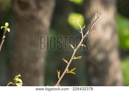 Young Green Leaf Of Fried Egg Tree