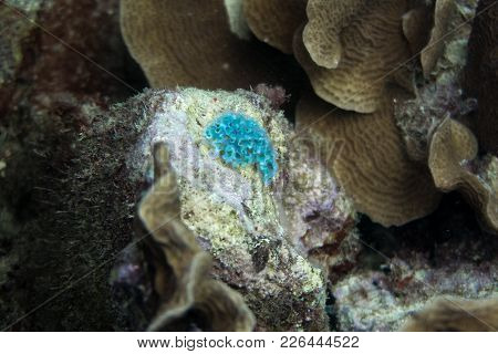 Lettuce Sea Slug (elysia Crispata) Is Found In Algal Beds To Shallow Reef Areas Of Up To 15 Meters (