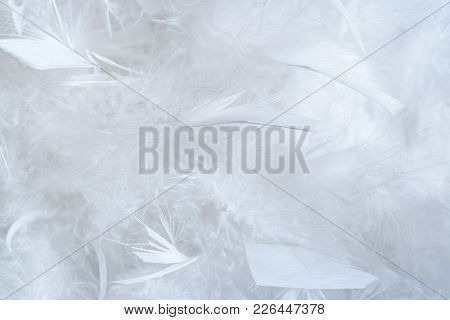 White Background Of A Lot Of Big And Little Feathers Of Feather Boa.