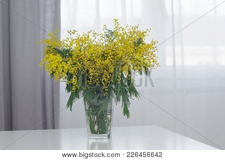 Mimosa In Glass Vase On White Table Near The Window