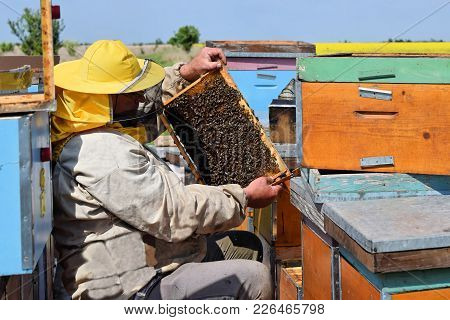 Beekeeper Inspecting His Hive Frames Covered With Bees