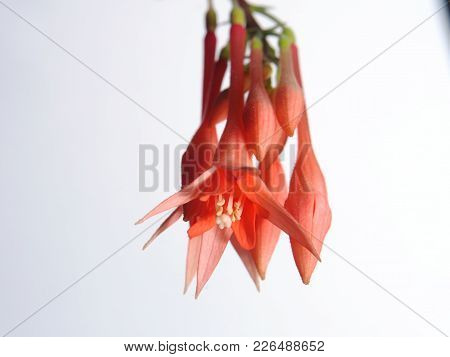Thalia Flower. Red Buds Opened. Flowering Plant On A White Background. Close Up.