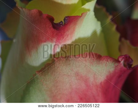 Blossoming Rose. Bud Of Yellow Petals With A Red Border.