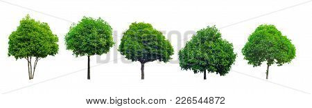Collection Of Tree Isolated On White Background, Mimusops Elengi, Asian Bulletwood, Bullet Wood, Buk