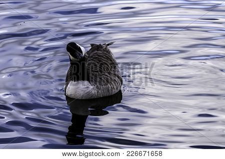 Canada Goose Swimming In Bedfont Lakes Country Park - London, United Kingdom