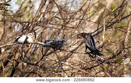 Male Anhinga Bird Called Anhinga Anhinga And Snakebird Feeds A Month Old Juvenile Near The Nest In T