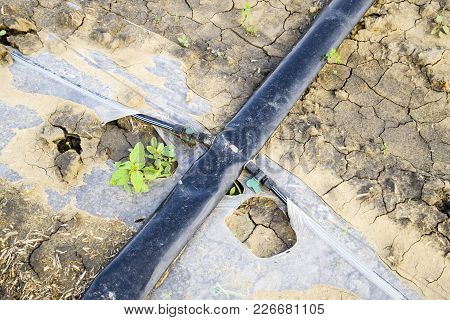 Watering System On The Field Of Watermelons And Melons. Shoots Of Melons And Watermelons. Sown Melon