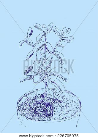 Hand Drawn Sketch Of Succulent. House Plant Crassula Ovata, Jade Plant. Vector Illustration Of Money