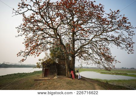 Vietnam Landscape. Blossoming Bombax Ceiba Tree Or Red Silk Cotton Flower And Old Temple On Countrys