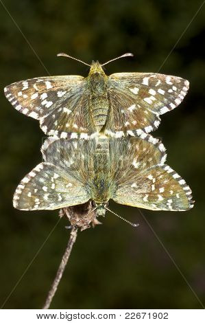 ผสม Pyrgus malvae ผีเสื้อพันธุ์ (Grizzled ฟิร่าพาเลส)