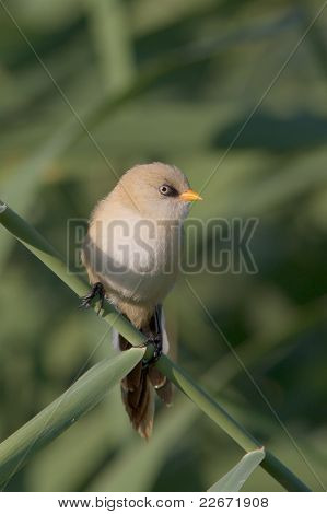 reed, olgunlaşmamış - baştankara (Panurus biarmicus) üzerinde sakallı baştankara