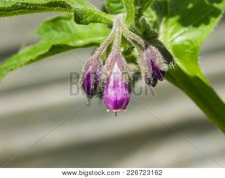 Flowers Of Common Comfrey, Symphytum Officinale, With Bokeh Background Close-up, Selective Focus, Sh