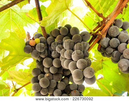 Cluster Of Appetizing Juicy Ripe Sweet Dark Blue Grapes On A Grapevine, Grapes Season