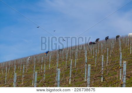 Winemakers Prune The Branches, In A Vineyard Producing Champagne, In The Region Of Ay Champagne, Dur
