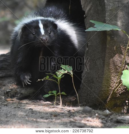 Close Up Look At The Face Of A Skunk.