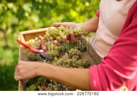 Hands of a female vintner harvesting white vine grapes (color toned image)