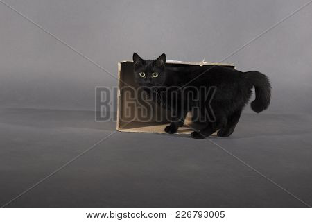 Black Cat On A Black Background Animal In A Box