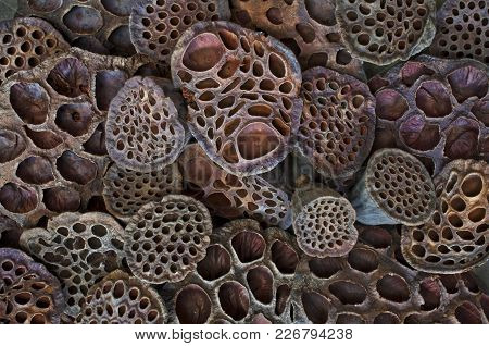 Dried Lotus Pods Close Up Create A Background Of Texture