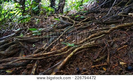 A Moderately Extreme Hiking Trail To The Top Of A Hill Called Singkug Hill That Located In Sabah, Ma