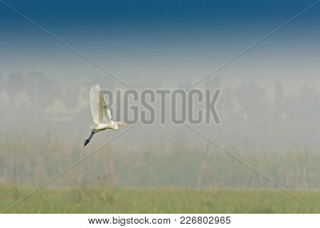 Bird - Median Egret , Egretta Intermedia Flying In Sky