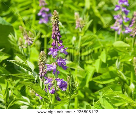 Blooming Fodder Or Eastern Galega, Galega Orientalis, In Wild Close-up, Selective Focus, Shallow Dof