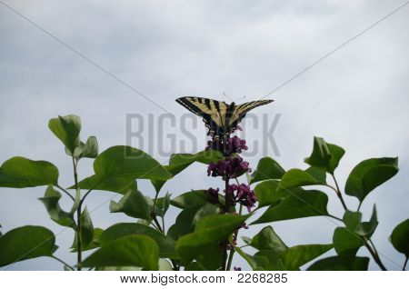 Borboleta