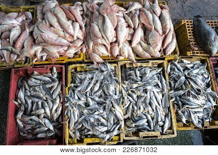 Fishes In Tac Cau Fishing Port, Me Kong Delta Province Of Kien Giang, South Of Vietnam