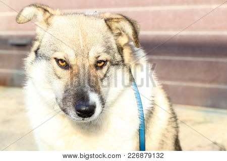Head Of A Dog
