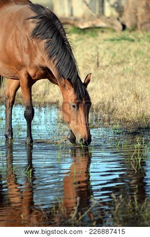 Bay Colored Horse Drinking And Pawing Water With Reflection In Watering Hole.