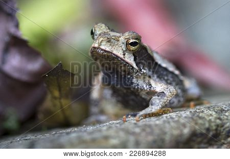 A Campbell's Rainforest Toad (bufo Campbelli Or Incilius Campbelli) Resting On A Rock In Belize.