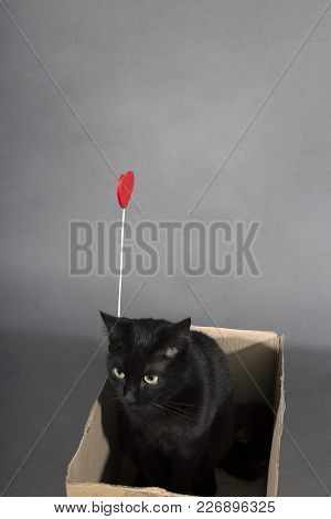 Black Cat On A Black Background Animal